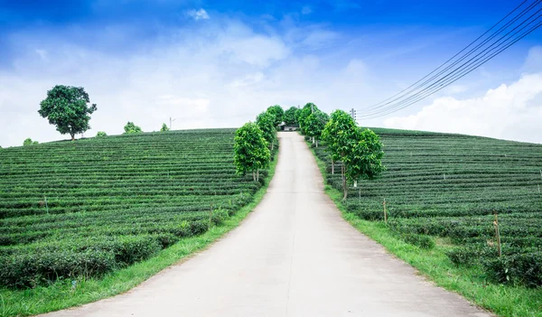 Çay plantasyon Tayland — Stok fotoğraf