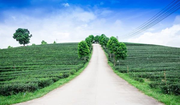 Piantagione di tè in Thailandia — Foto Stock