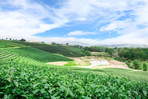 Çay plantasyon Tayland — Stok fotoğraf