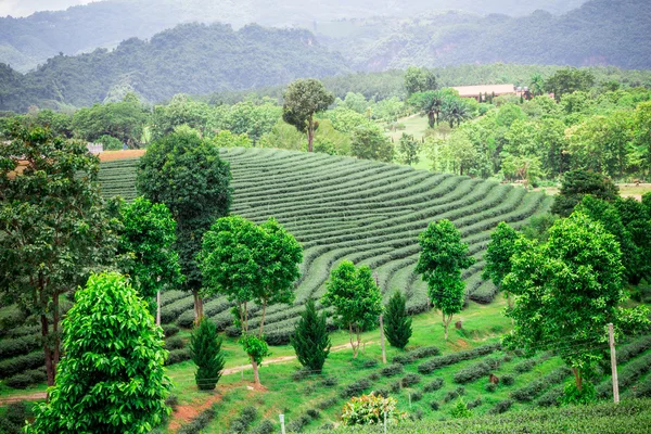 在泰国的茶叶种植园 — 图库照片