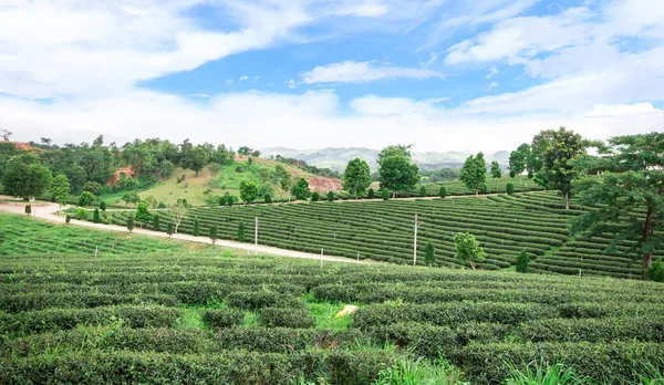 Tea plantation in Thailand — Stock Photo, Image