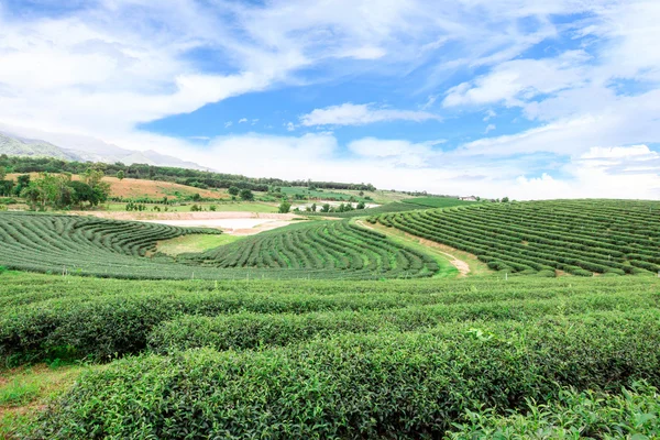 Plantação de chá na Tailândia — Fotografia de Stock