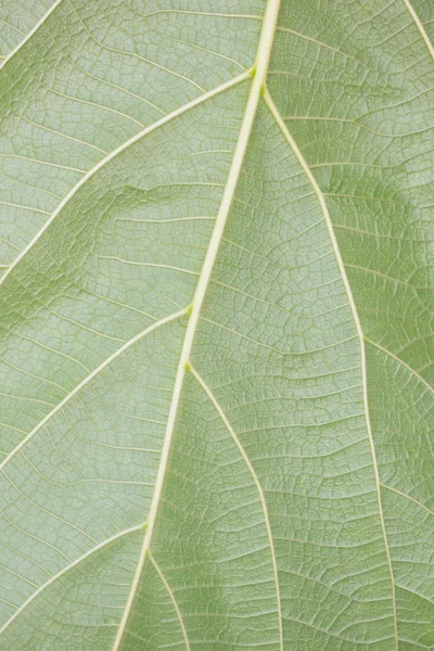 Leaves — Stock Photo, Image