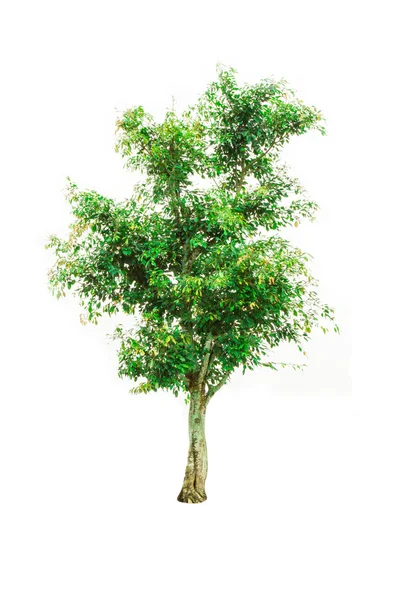 Träd på en vit bakgrund — Stockfoto