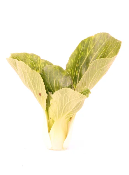 Cos Lettuce — Stock Photo, Image