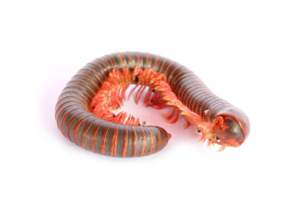 Millipede — стокове фото