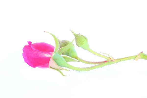 Rose on the white background — Stock Photo, Image
