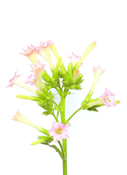 Nicotiana tabacum — Foto Stock