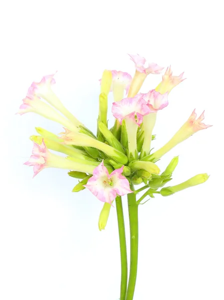 Nicotiana tabacum — Stock Photo, Image