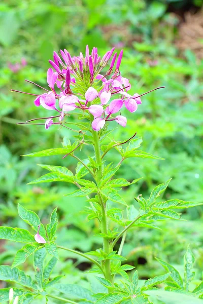 Cleome spinosa — Zdjęcie stockowe