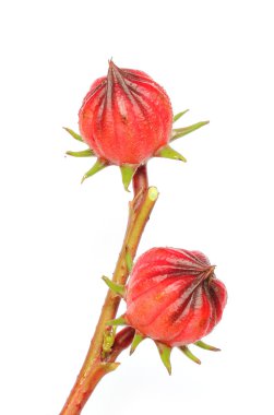 roselle üzerinde beyaz izole 