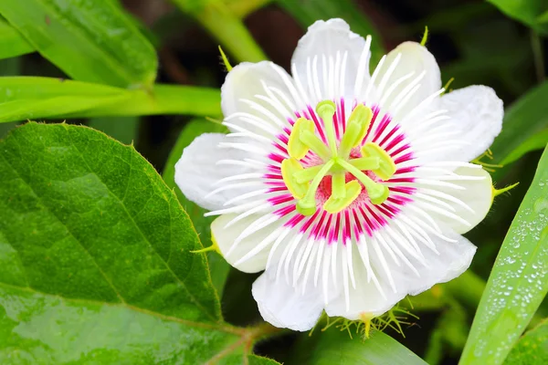 Purple passion Flower — Stock Photo, Image