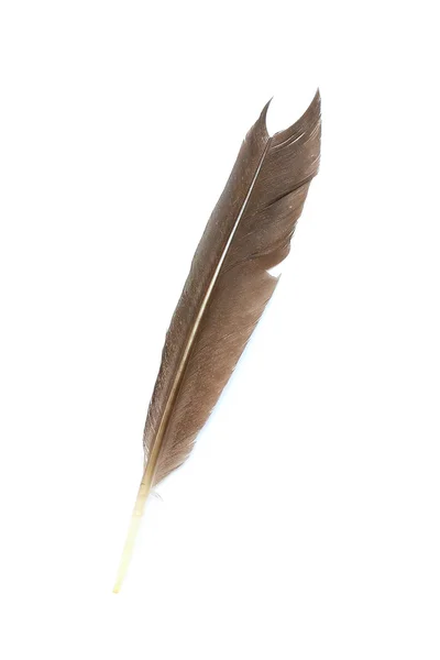 Single feather isolated on white background — Stock Photo, Image