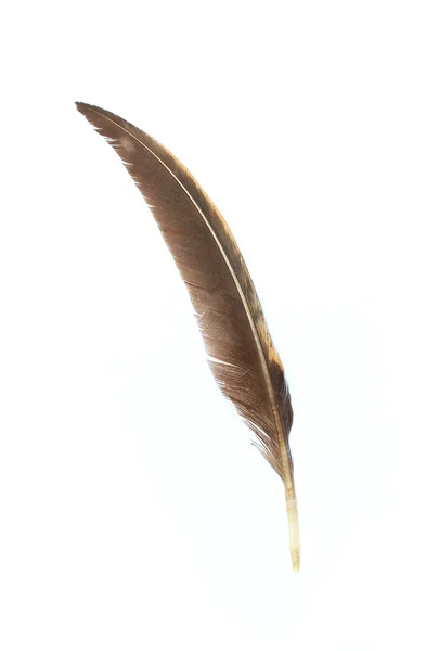 Single feather isolated on white background — Stock Photo, Image