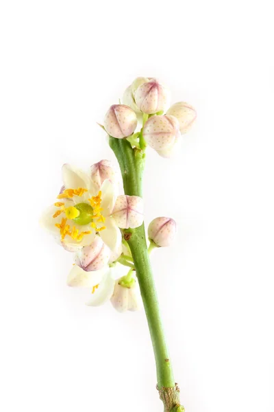 Kaffir květiny — Stock fotografie