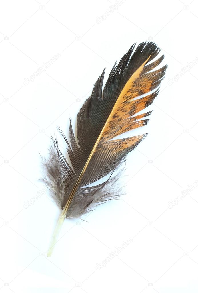 Single feather isolated on white background 