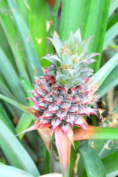 Ananas på en plantage i thailand — Stockfoto