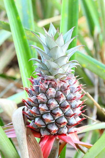 Ananas op een plantage van thailand — Stockfoto