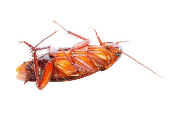 Kackerlacka på vit bakgrund — Stockfoto