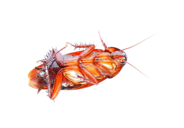 Cockroach on white background — Stock Photo, Image