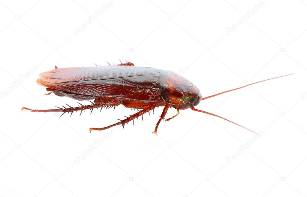 cockroach on white background 