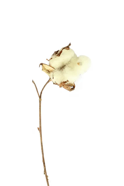 Fiore di cotone — Foto Stock
