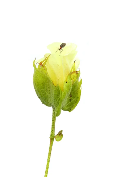 Baumwollblume — Stockfoto