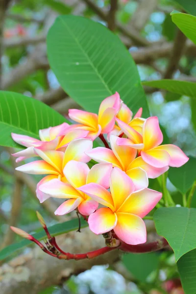 Branch of tropical flowers frangipani (plumeria) — Stock Photo, Image