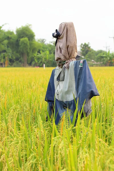 Madárijesztő rizs mező — Stock Fotó
