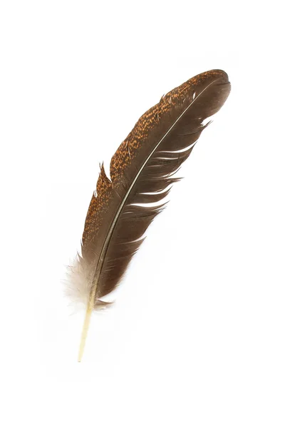 Single feather isolated on white background — Stock Photo, Image