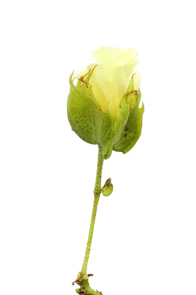 Pamuk Çiçeği — Stok fotoğraf