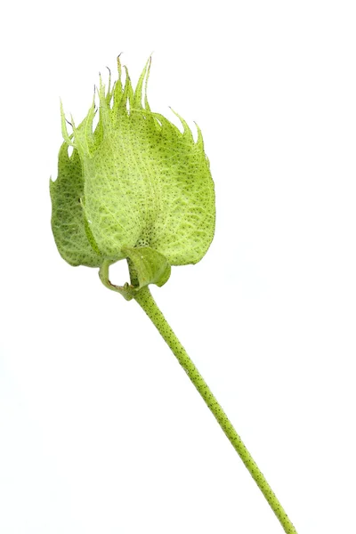 Flor de algodón — Foto de Stock