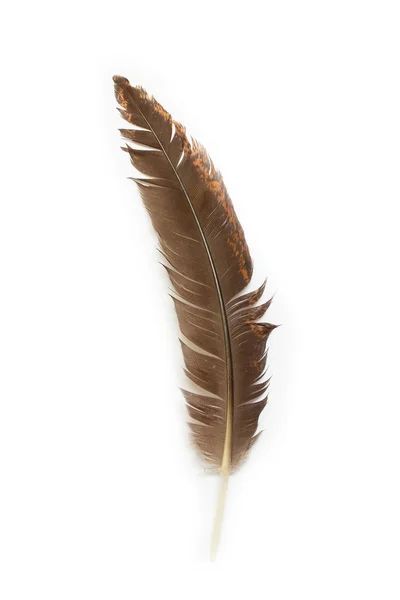 Single feather isolated on white background — Stock Photo, Image