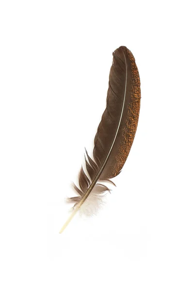 Single feather isolated on white background — Stock Photo, Image