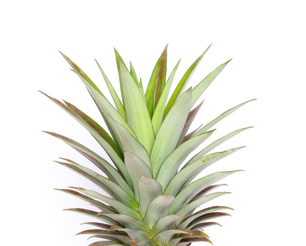 A fresh pineapple with the top leaves slightly browning. 