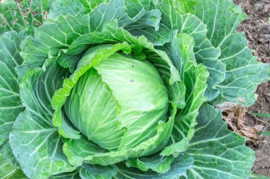 Sebze bahçesinde taze lahana yakın plan.