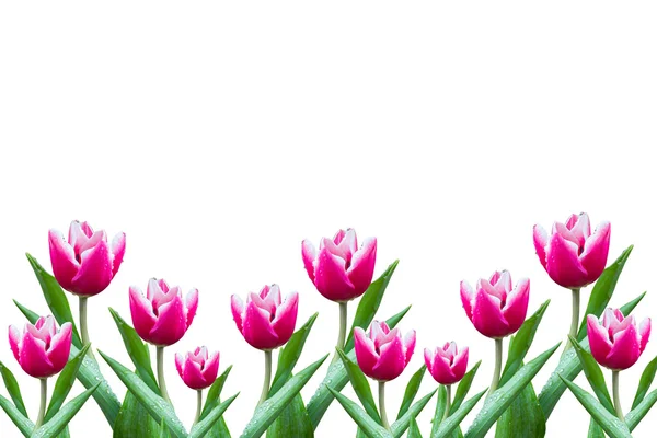 Цветы Tulip — стоковое фото