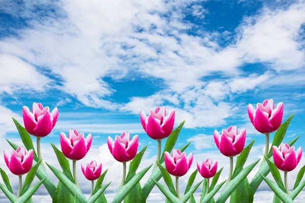 Bloemen tuliptulipán de flores — Stockfoto