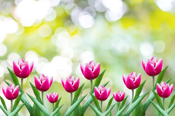 Fleurs Tulipe — Photo