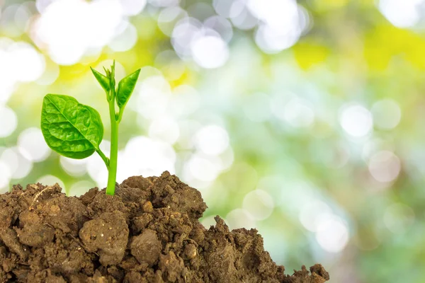 Joven planta verde del suelo —  Fotos de Stock