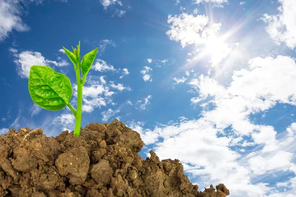 Young green plant of soil — Stock Photo, Image