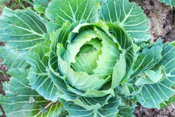 野菜園での新鮮なキャベツのクローズアップ — ストック写真