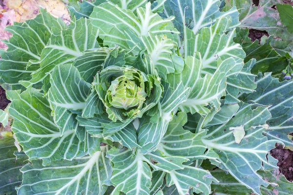 蔬菜园里新鲜卷心菜的特写 — 图库照片