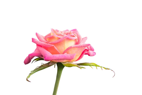 Flores de rosa — Foto de Stock