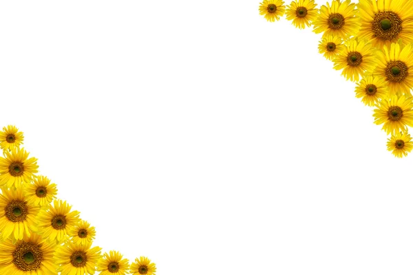 Girasol — Foto de Stock