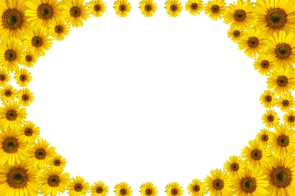 Girasol — Foto de Stock