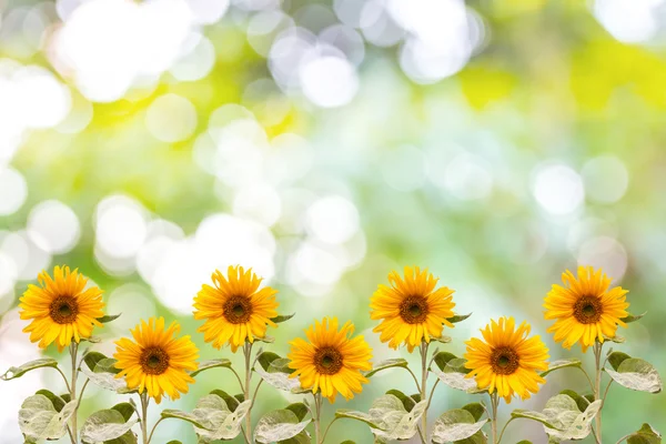 Girasol — Foto de Stock