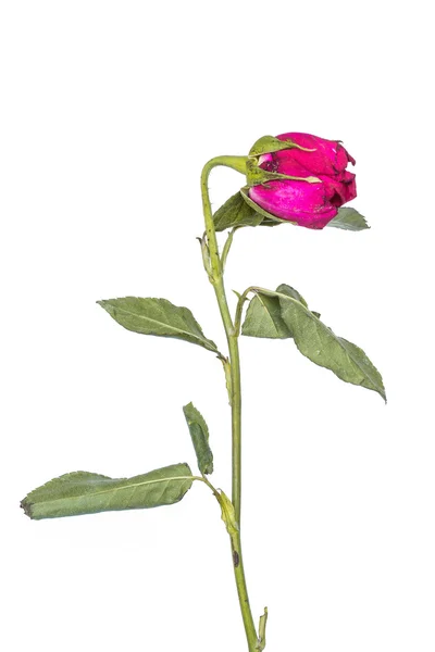 Выцветающая роза на белом фоне — стоковое фото