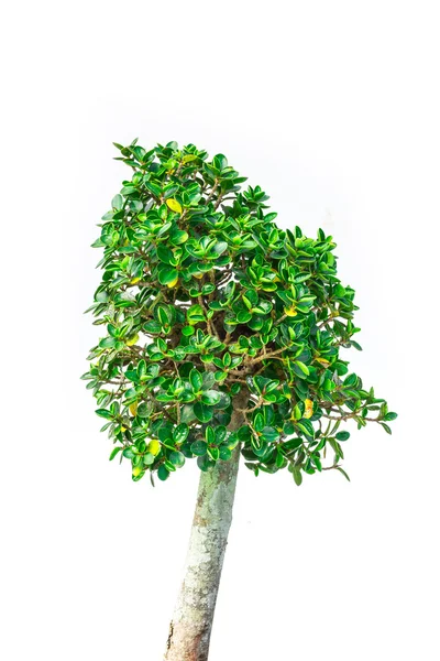 Tree on a white background — Stock Photo, Image