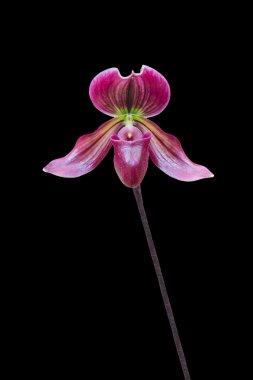 Lady's terlik orkide. Paphiopedilum callosum.